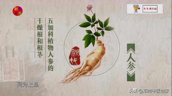 藥性歌括四百味、人參