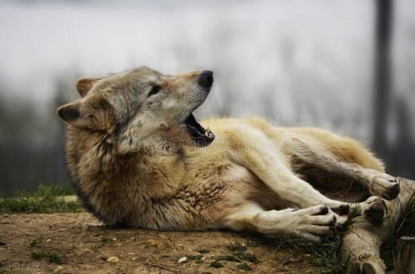 大白天狼群闖進村子，不傷害人畜，直奔老人家中