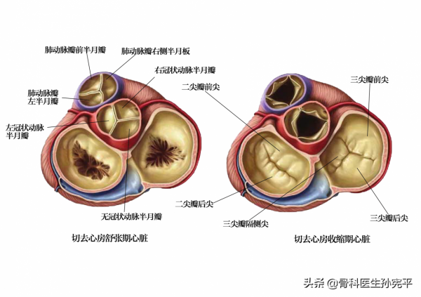 解剖圖譜｜堪稱經典的心臟解剖圖譜，力薦收藏