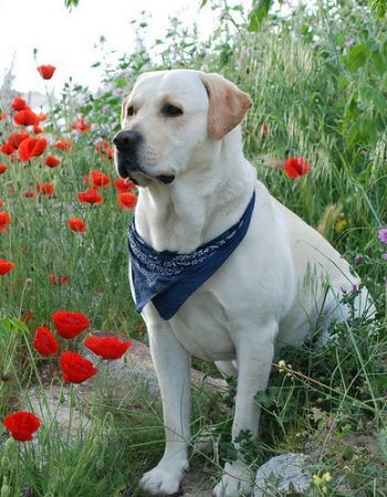 拉布拉多犬——最受歡迎的犬種！養它必須瞭解的5件事