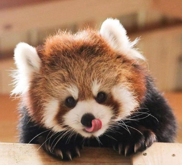 十大最萌動物盤點！看看有咱中國的幾個？