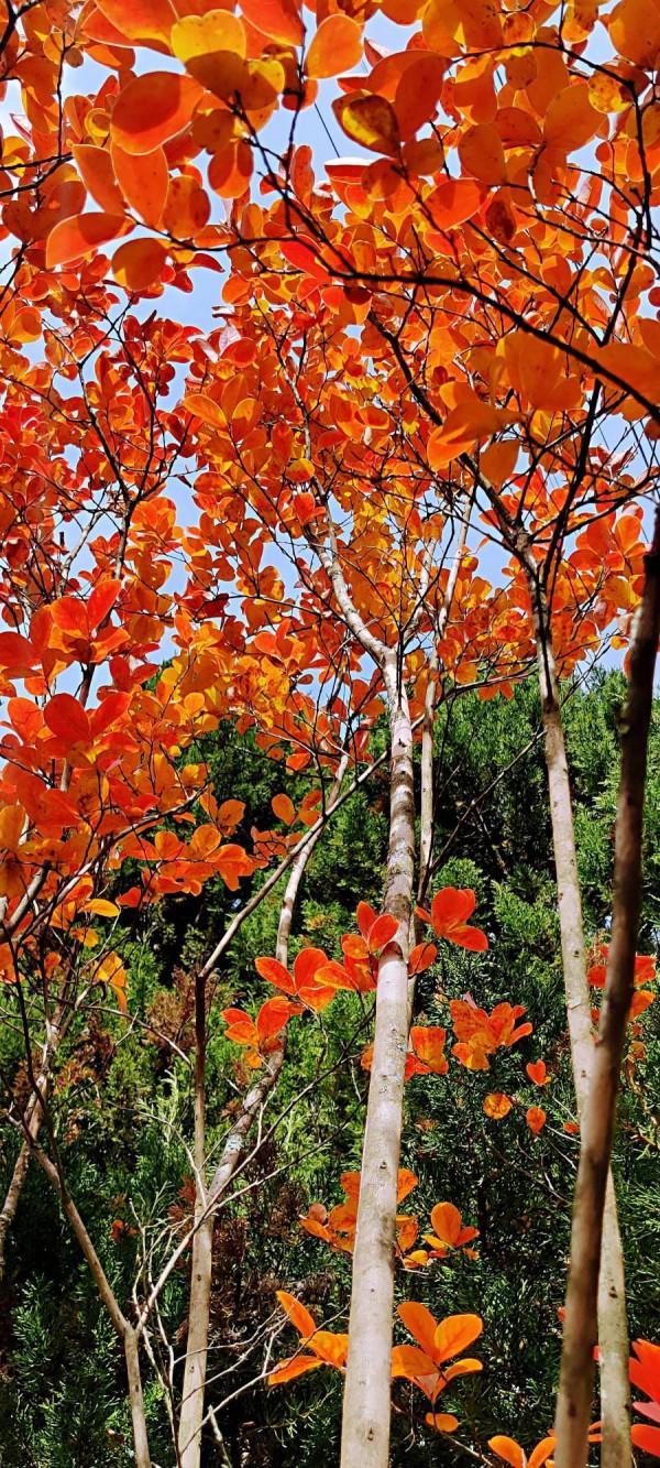 2021逐秋川西北，大愛身邊的秋紅