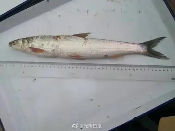 長江“十年禁漁”初顯成效，䲘魚已經現身，鰣魚會出現嗎？