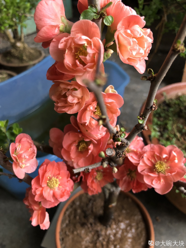 10種花不怕冷,先別搬進屋,放外面凍一凍,開花更旺 10種花不怕冷,先別搬進屋,放外面凍一凍,開花更旺