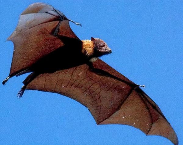 它們是地球上,唯一真正會飛翔的哺乳動物,可是卻不怎麼引人注目 它們是地球上,唯一真正會飛翔的哺乳動物,可是卻不怎麼引人注目