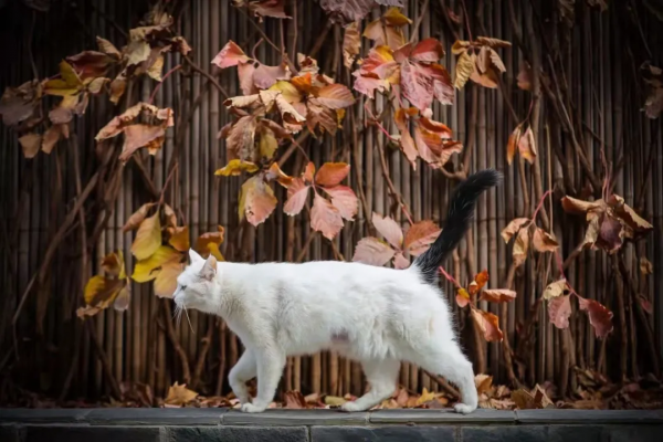 小嶽嶽：你知道我為了紅有多努力嗎？