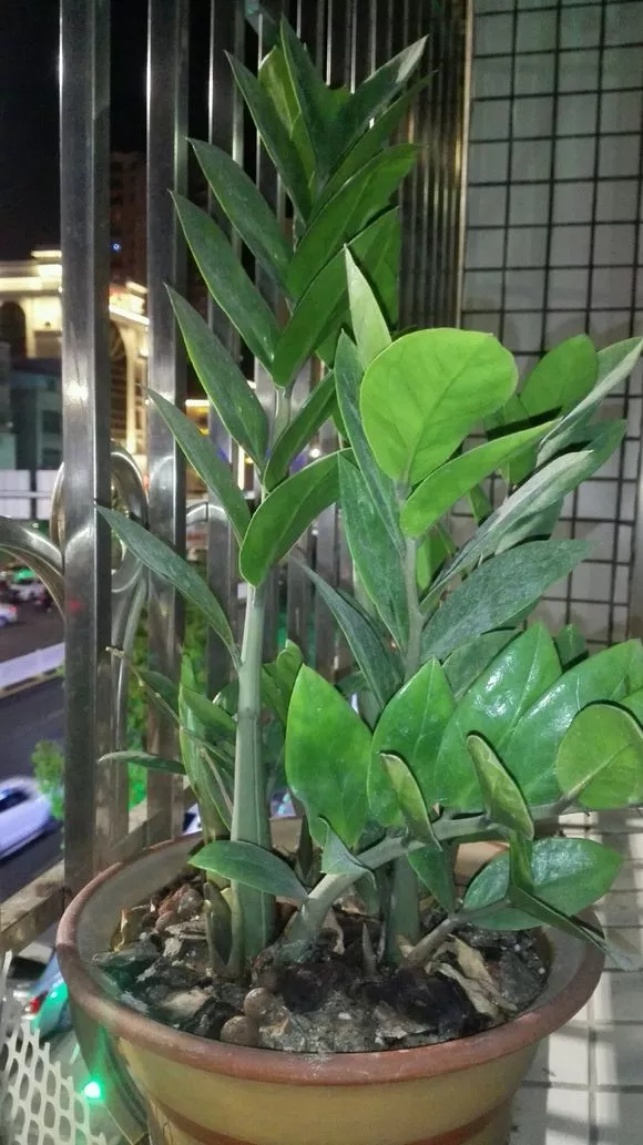 5種耐陰好養的綠植,澆點水就能活,冬天養護最適合 5種耐陰好養的綠植,澆點水就能活,冬天養護最適合