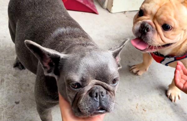 湖北：情侶分手搬走，懷孕法鬥成了流浪狗，狗狗：主人，我該咋辦