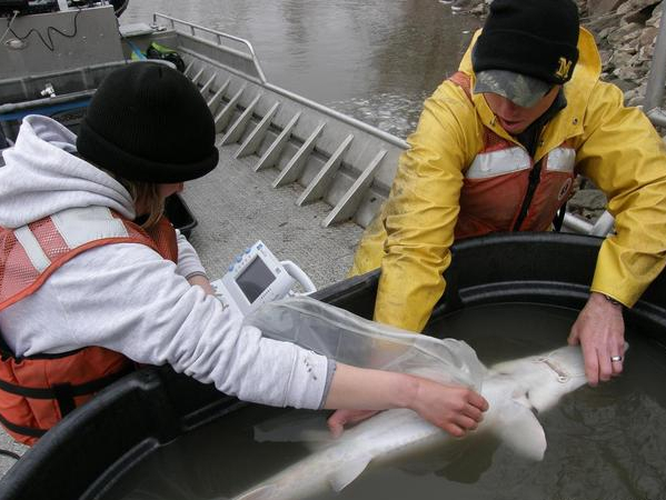 28歲副處長辭職養大魚一隻200公斤，肚子裡藏著20萬元美味，啥樣