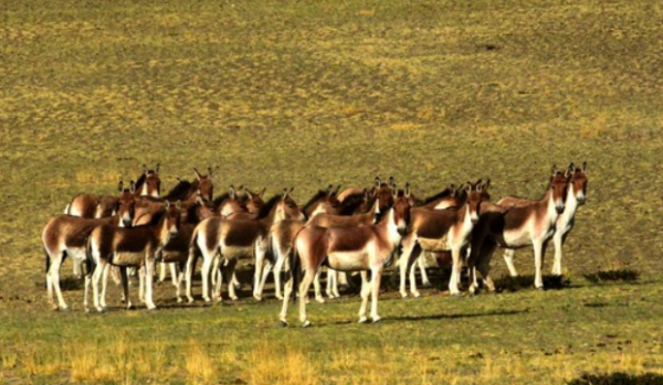 祁連山，野生動物復興的淨土，雪豹、棕熊、野犛牛等珍稀動物出現