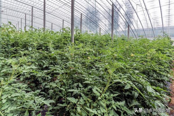 種蔬菜多數人把食醋給用錯了，只有這樣用效果才出奇，你會嗎