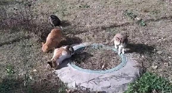 人心太狠!新來的住戶把小流浪貓驅趕走了,不知它們去哪裡流浪了 人心太狠!新來的住戶把小流浪貓驅趕走了,不知它們去哪裡流浪了