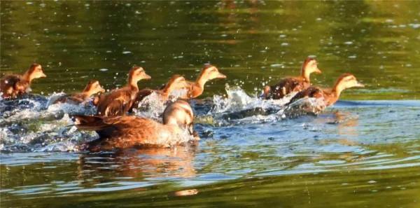 我與斑嘴鴨的情緣