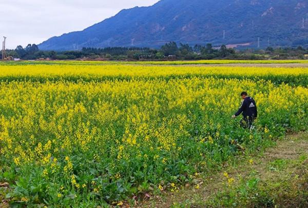 廣東有片廣闊溼地，夏天水波盪漾，秋天稻穀金黃，如今油菜花盛開