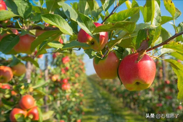 新疆有哪些不為人知的奇葩水果？