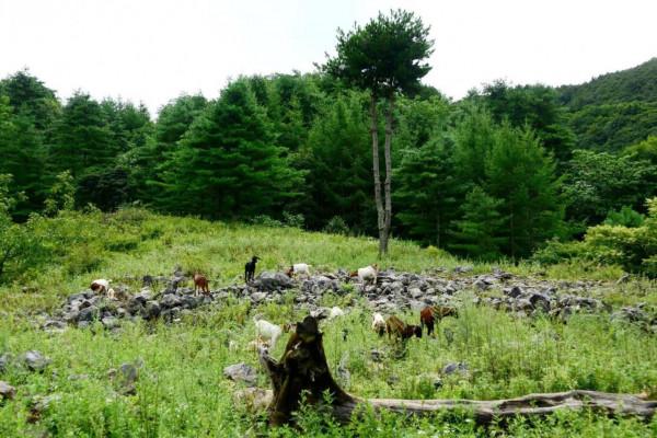 國慶小長假,朝天這個地方一定要去,植被茂盛,綠樹成蔭 國慶小長假,朝天這個地方一定要去,植被茂盛,綠樹成蔭