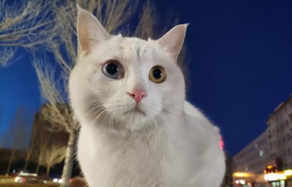 品種溯源識別系列之：中華田園貓