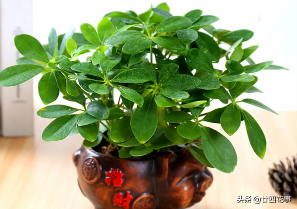 進入11月,6種花要“懶養”,多曬太陽少澆水,太勤快了難過冬 進入11月,6種花要“懶養”,多曬太陽少澆水,太勤快了難過冬