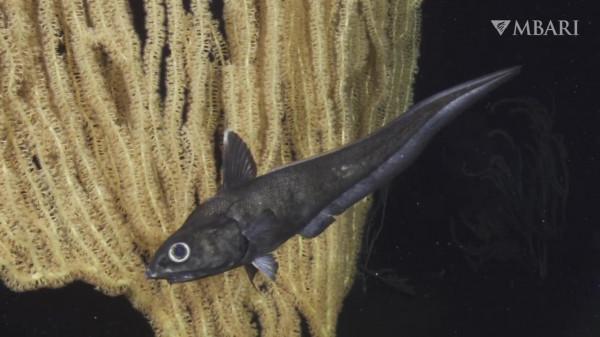 2021年拍攝到的珍稀深海生物 別樣又迷人