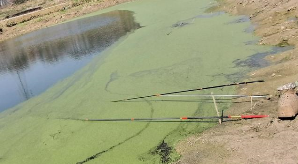 釣魚諺語：“水底青苔多，釣魚沒湯喝”是什麼意思？有道理嗎
