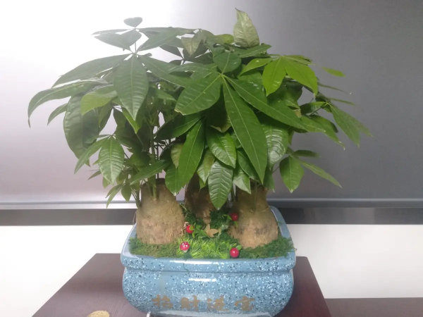 生活帶給我的磨練：讓我學會了養花