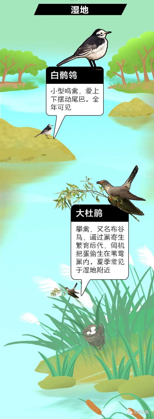 北 京 百 鳥 圖 鑑