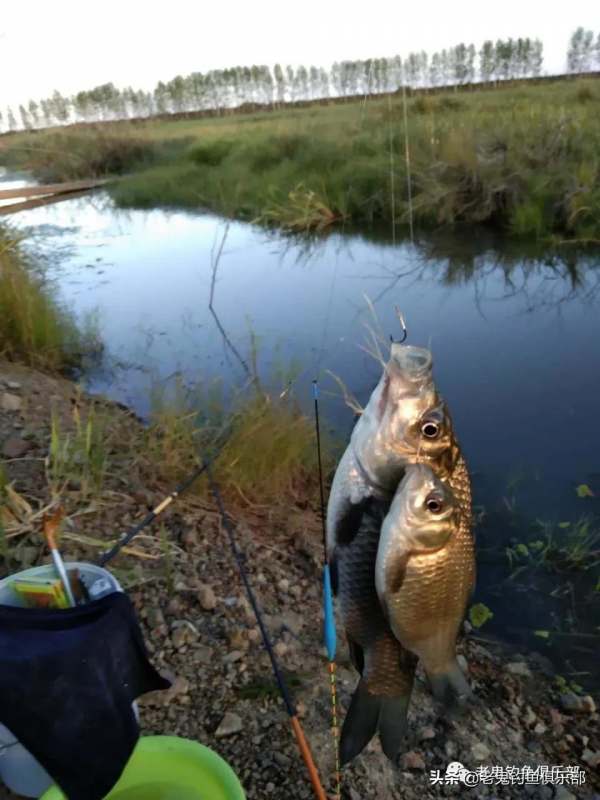 小水渠釣板鯽，瘋狂連竿