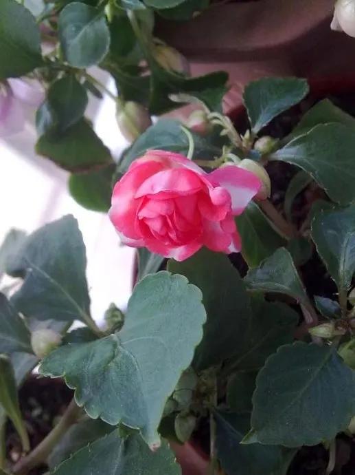 分享圖片，重瓣鳳仙花