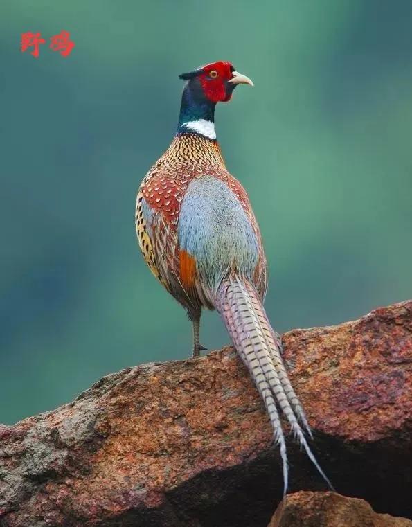 九種只有農村能看到，城市看不到的小鳥兒