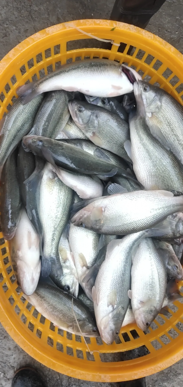 魚價全線大跌！疫情影響，多地停止發貨，最高跌1元/斤