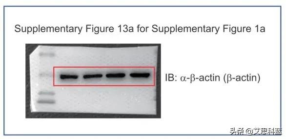 中山大學論文連遭質疑？論文一作僅對圖片造假回應