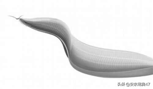 寒武紀生物介紹——皮卡蟲 寒武紀生物介紹——皮卡蟲