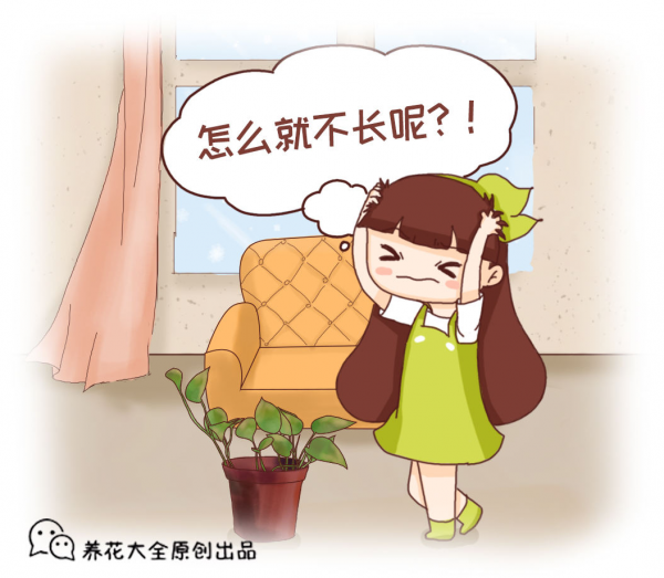 養花一直不開花,要是再不管,估計就成“柴火垛” 養花一直不開花,要是再不管,估計就成“柴火垛”