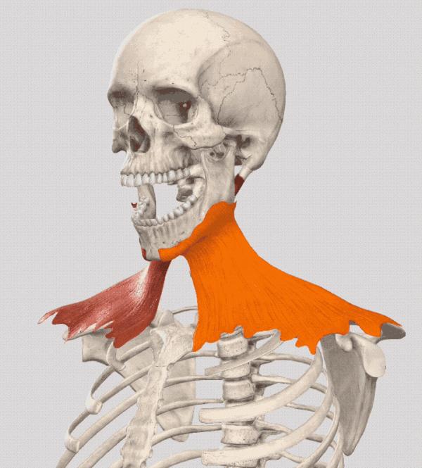 「案例分析」49歲的李女士，PSV面部提升後，脖子怎麼也變長了？