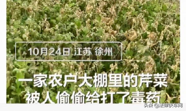 辛苦栽種的芹菜能賣了，鄰居投毒化為烏有，鄰里相處記住3個原則