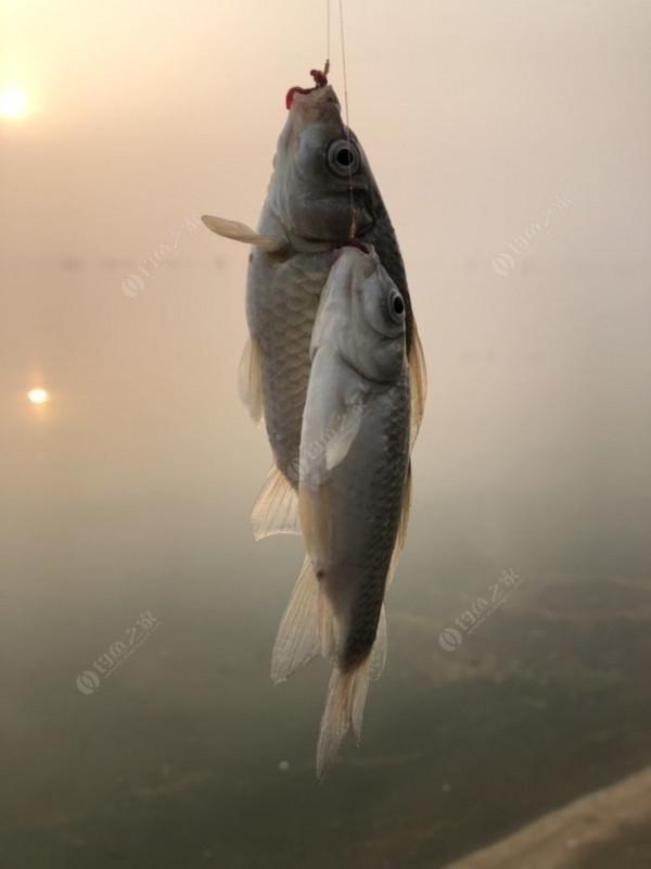 2021垂釣日誌之80，成子湖釣大水面沒想到魚口這麼瘋