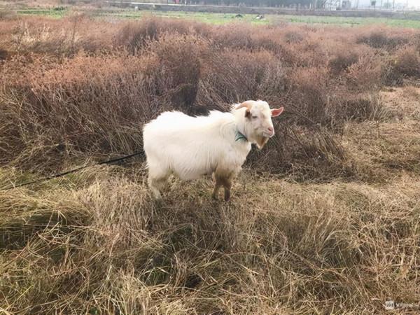 相差70釐米的愛情,身高1米的林彥華娶1.7米媳婦,兩人幸福美滿 相差70釐米的愛情,身高1米的林彥華娶1.7米媳婦,兩人幸福美滿