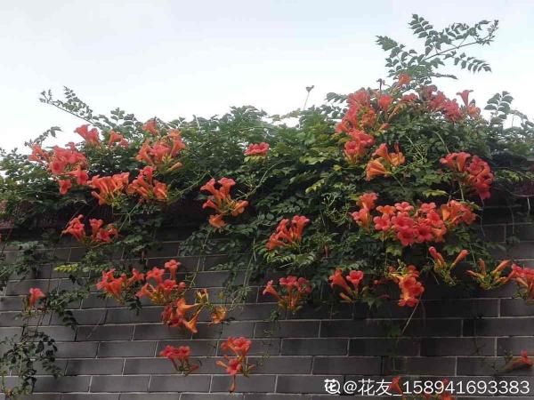 牆面大改造！種上4種爬牆花，我家的院牆成了拍照景點