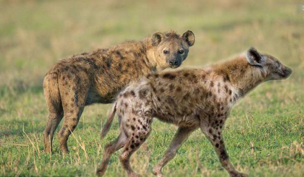 食腐肉,不愛乾淨的斑鬣狗,為什麼會造“集體廁所”? 食腐肉,不愛乾淨的斑鬣狗,為什麼會造“集體廁所”?