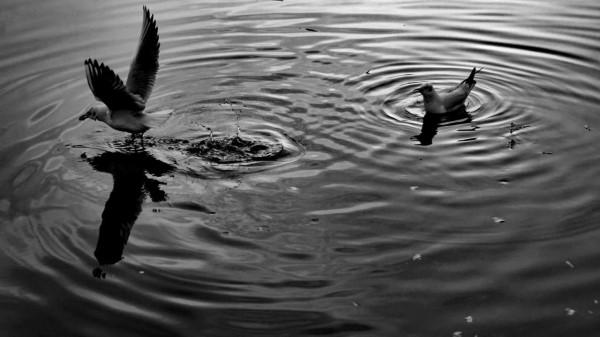 《冬日裡的鏡頭》之三：精靈鷗寶篇