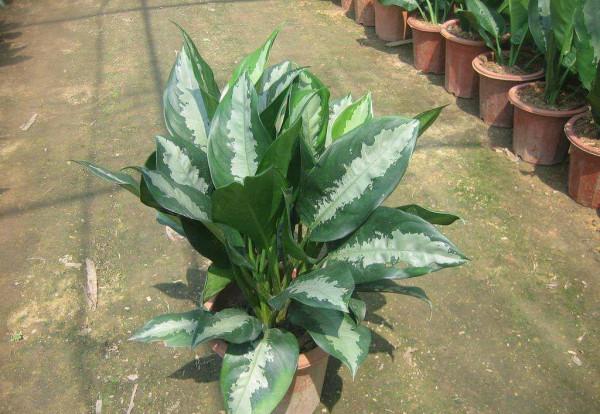 熱銷的室內觀葉植物——白雪粗肋草