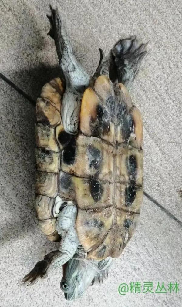 我家的巴西龜 我家的巴西龜