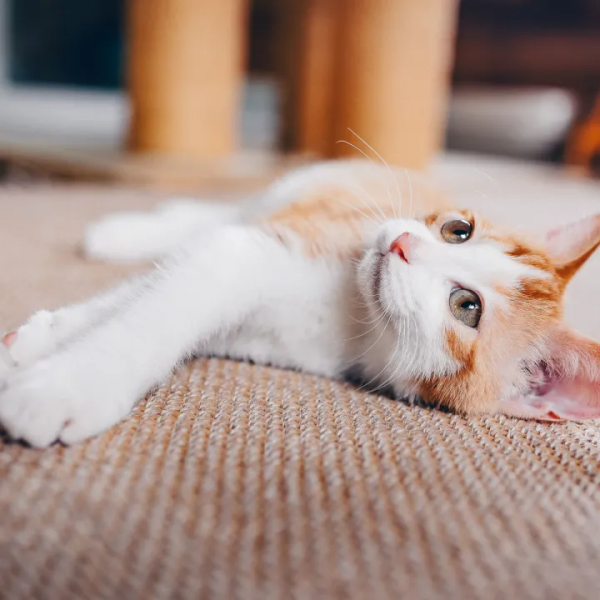 找領養&;新成員 | 你好呀,鏟屎官 找領養&;新成員 | 你好呀,鏟屎官