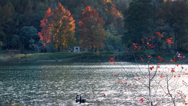 美到不捨得眨眼！來德保，邂逅黑天鵝