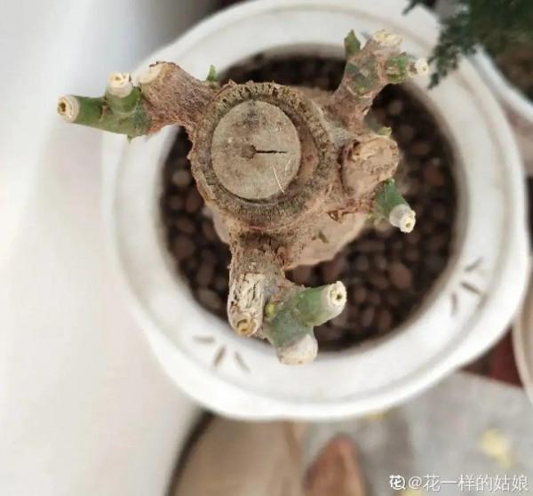 養花大棚倒閉,“貴貨花”路邊扔了一地,後悔沒帶個大麻袋 養花大棚倒閉,“貴貨花”路邊扔了一地,後悔沒帶個大麻袋