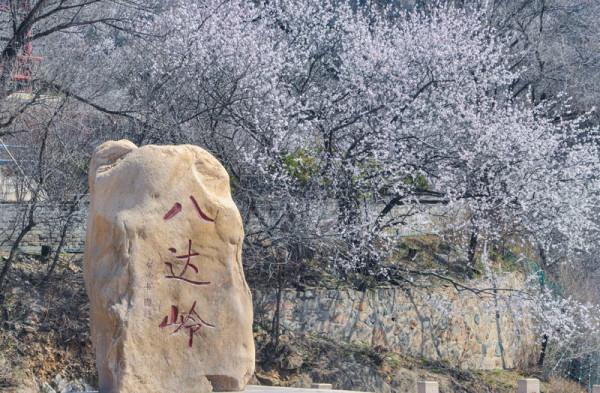 春色撩人眼 北京八達嶺長城景區迎來賞花季