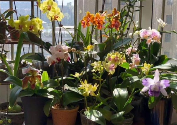 冬季開花的花卉植物有哪些？生活中常見的，隨便一說就有13種