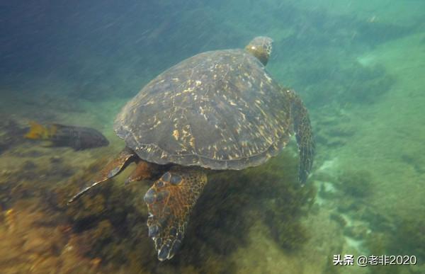 我拍的10種動物,你能認出一半就很厲害了 我拍的10種動物,你能認出一半就很厲害了