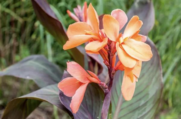 20種充滿活力的橙黃色花卉,來為你的生活注入快樂吧 20種充滿活力的橙黃色花卉,來為你的生活注入快樂吧