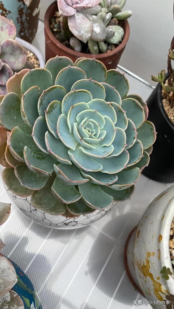 入冬的多肉 入冬的多肉